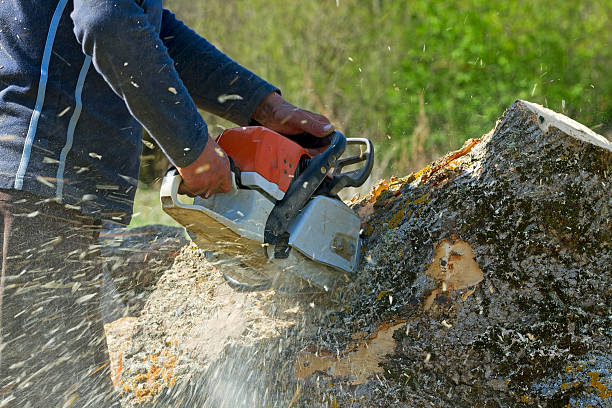 Why Choose Our Tree Removal Services in Albertville, MN?